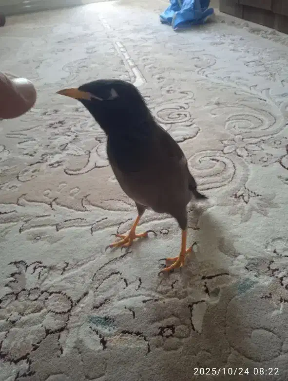 مرغ مینا سخنگو|پرنده|محمدشهر, محمدشهر|دیوار