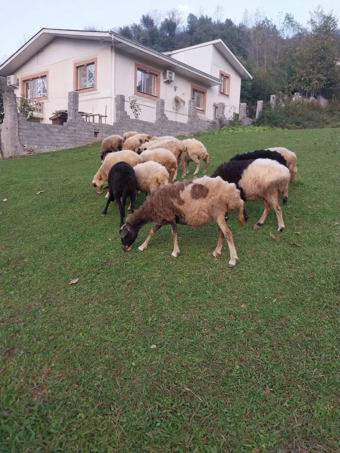 گوسفند داشتی|حیوانات مزرعه|اطاقور, |دیوار