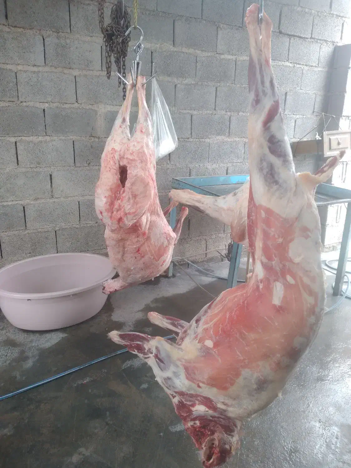 کشتار روزانه گوسفند شیشک|حیوانات مزرعه|شوش, |دیوار