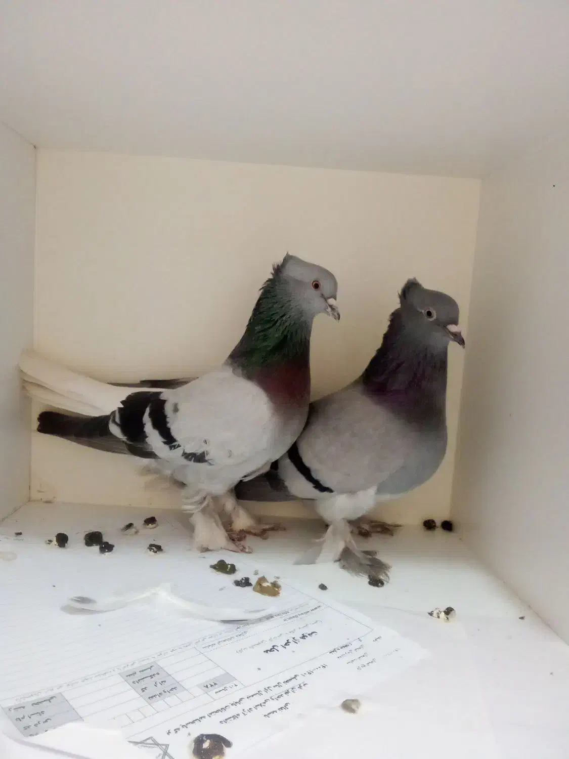 دو جفت سبز کفتر سبز دم سفید عطیقه|پرنده|تهران, تهرانپارس جنوبی|دیوار