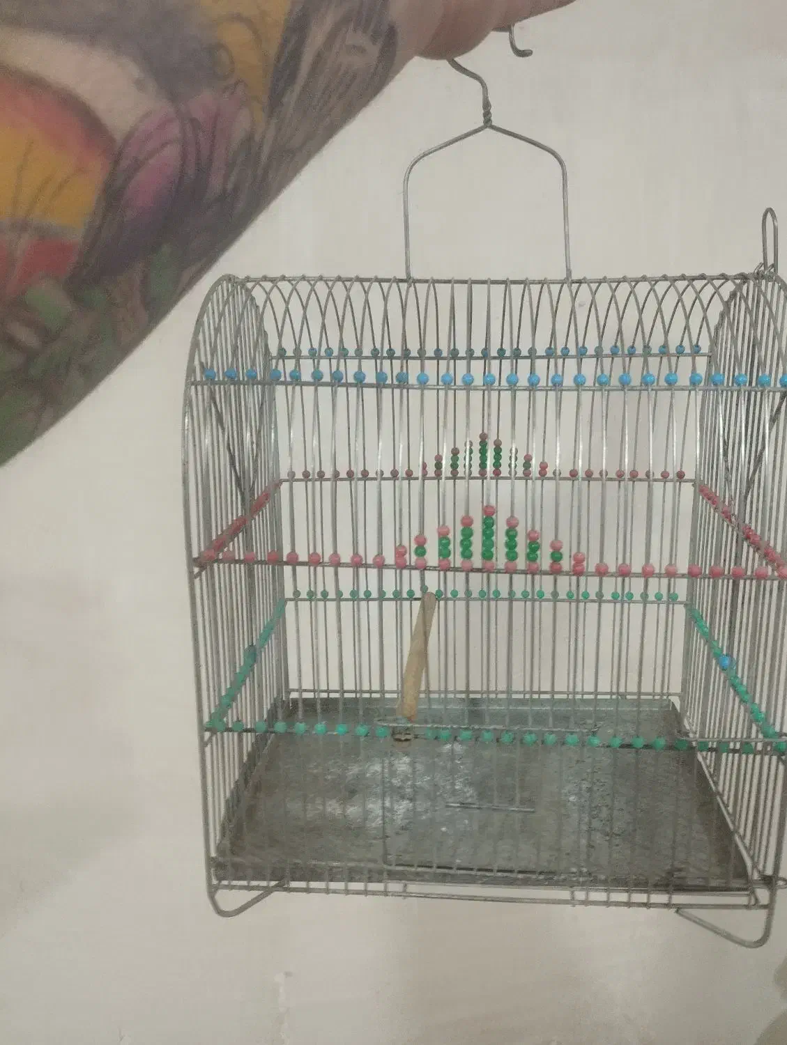 قفس|پرنده|اردبیل, |دیوار