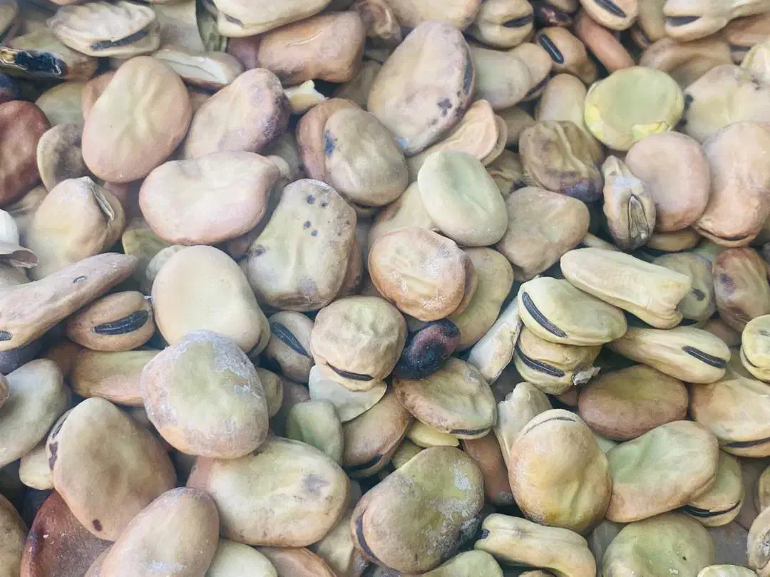 باقله تازه|خوردنی و آشامیدنی|اهواز, عین ۲|دیوار