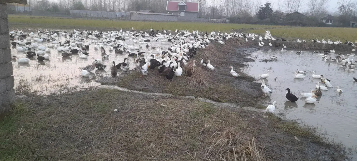 اردک شالیزار چاق و درشت|حیوانات مزرعه|تولم شهر, |دیوار