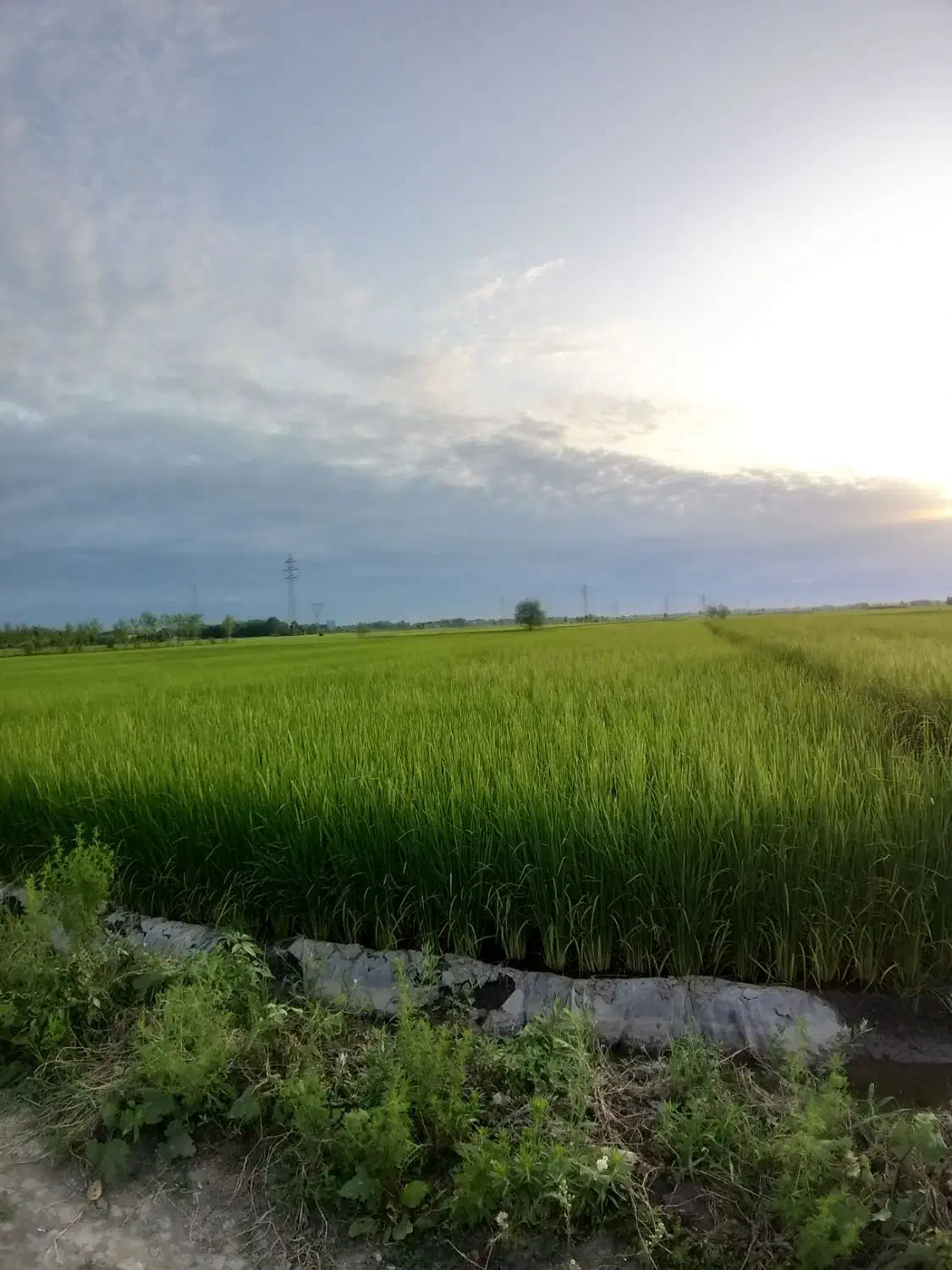 زمین کشاورزی(بیجار)|فروش دفتر صنعتی، کشاورزی، تجاری|رشت, شهریاران|دیوار