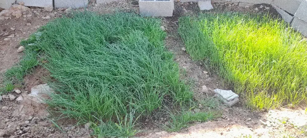 تیم پیاز|گل و گیاه طبیعی|چاروسا, |دیوار