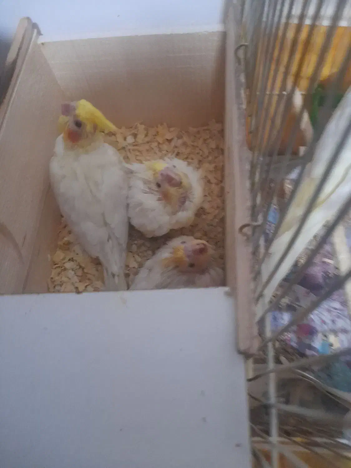 عروس هلندی مولد ب همراه جوجه|پرنده|خرم‌آباد (تنکابن), |دیوار