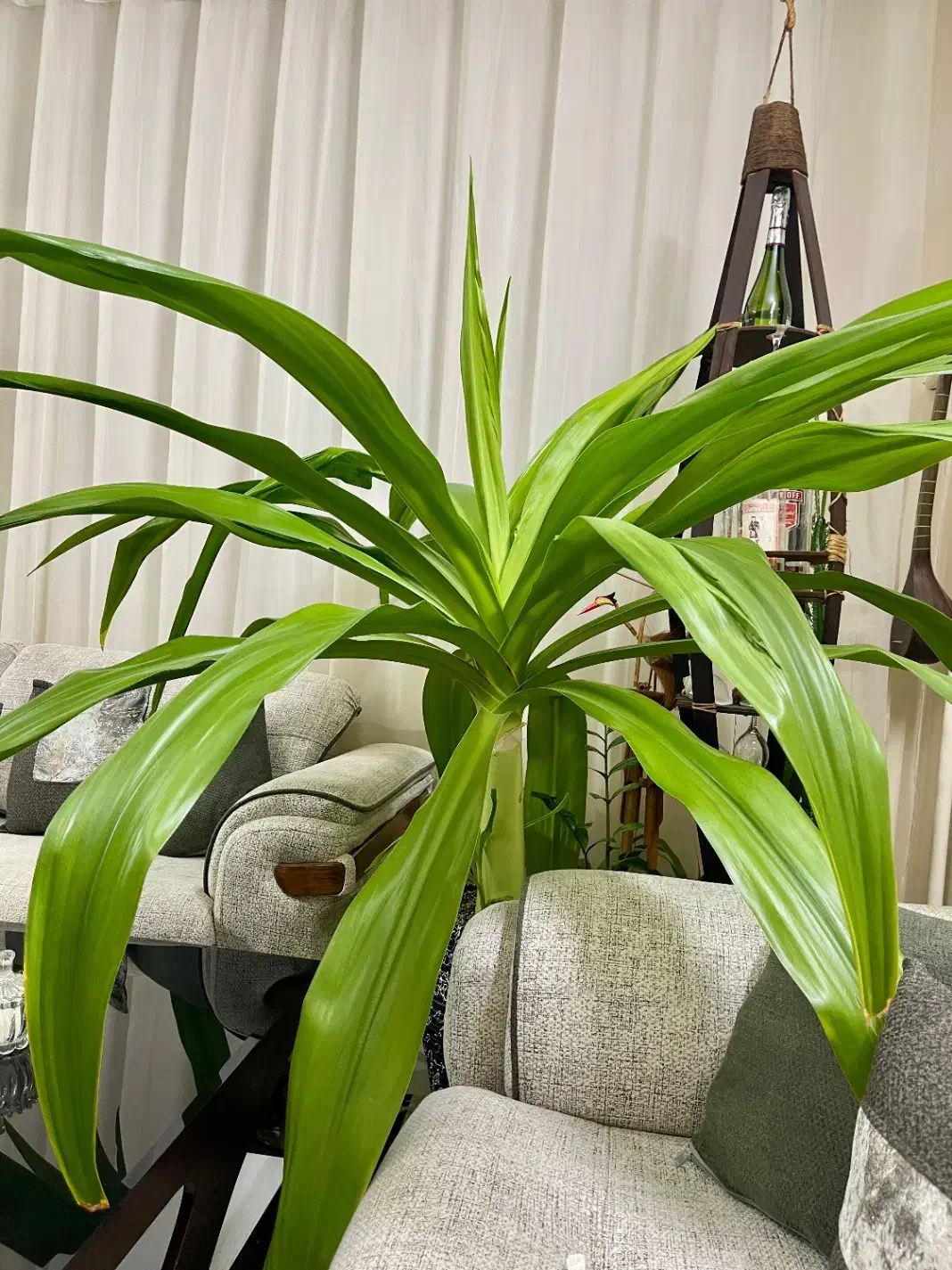 گل مناسب لابی یا کلینیک|گل و گیاه طبیعی|فردیس, طالقانی|دیوار