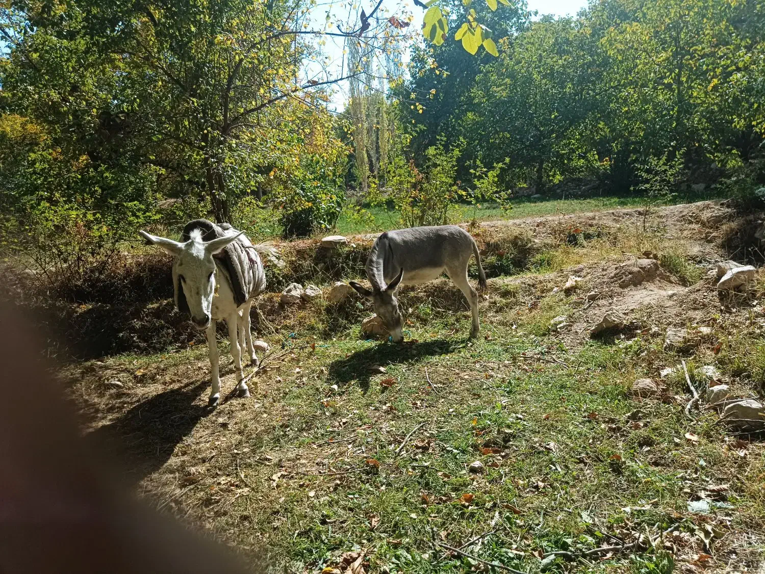 الاغ باربری 3 ساله و 6 ساله|حیوانات مزرعه|شیروان (خراسان), |دیوار