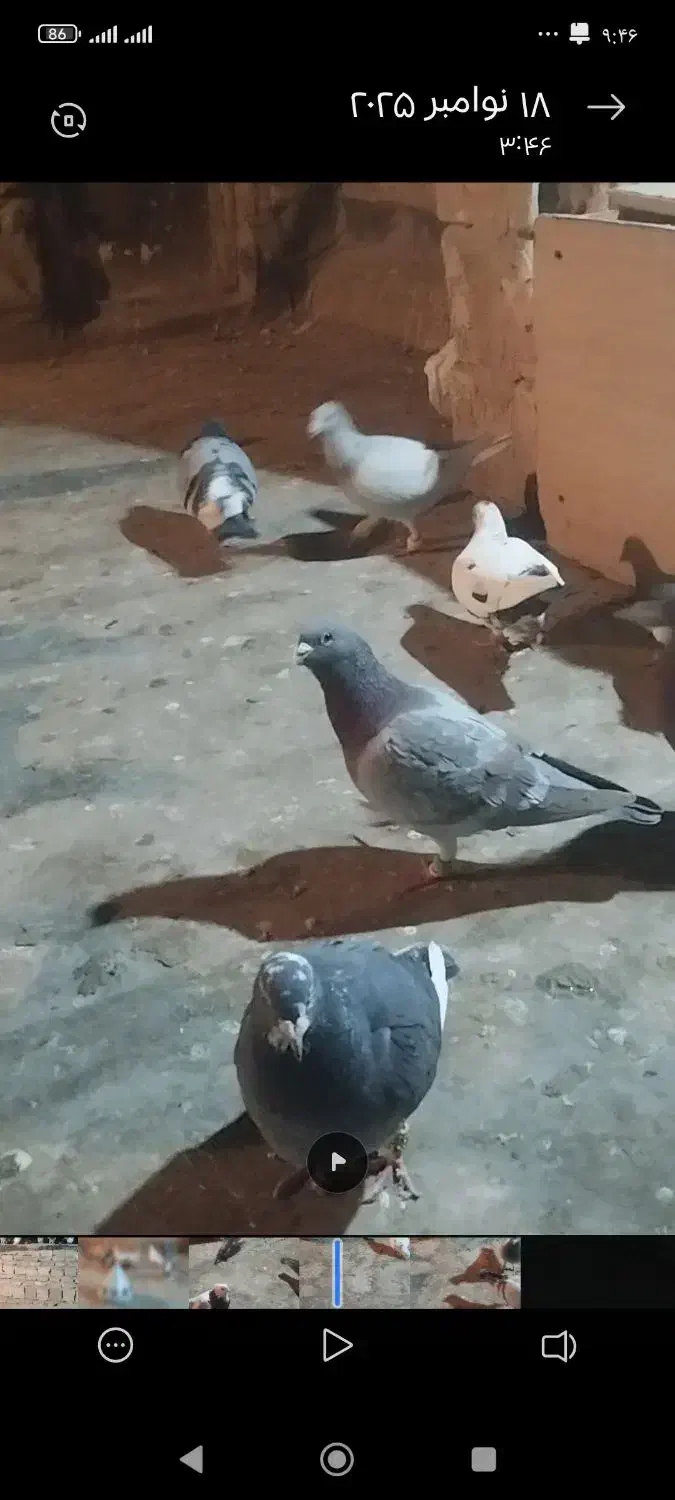 پرنده|پرنده|نیشابور, ابراهیمی|دیوار