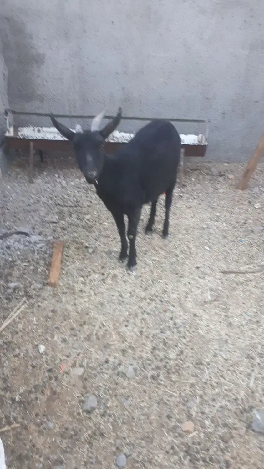 یکعددشیرمو..مورسیاهسانناصلفروشی|حیوانات مزرعه|قائن, |دیوار