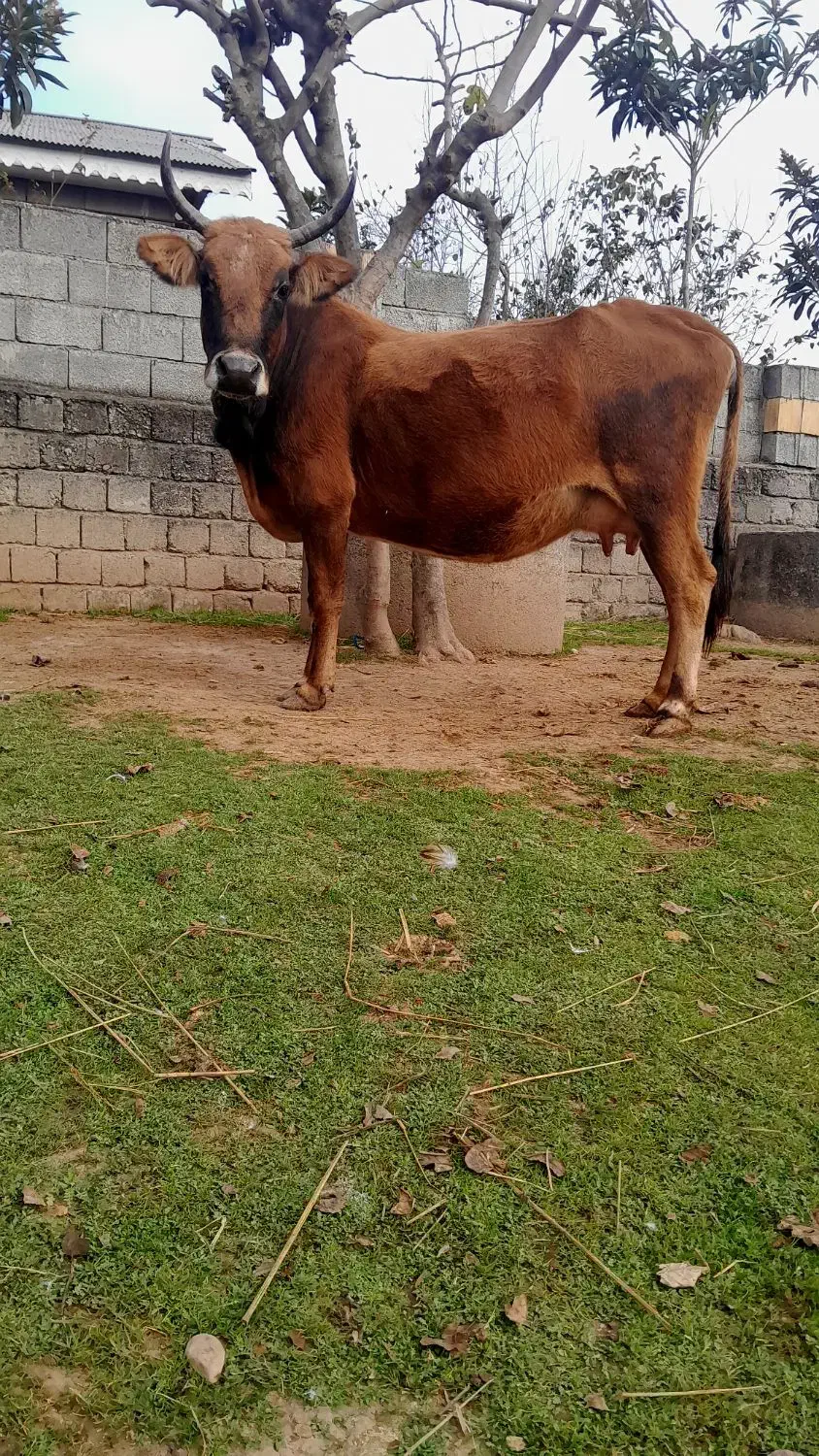 گاو با گوساله لوکس|حیوانات مزرعه|رشت, حمیدیان|دیوار