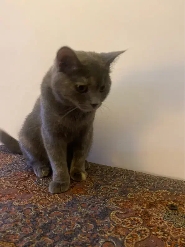 گربه بریتیش|گربه|یزد, |دیوار