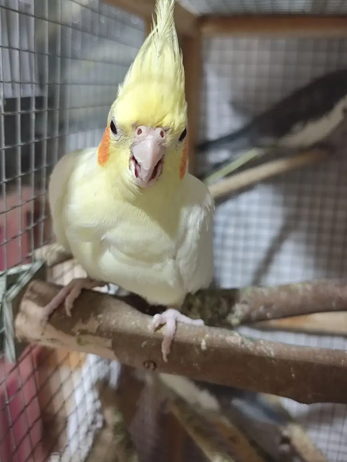 عروس هلندی|پرنده|بندر ماهشهر, |دیوار