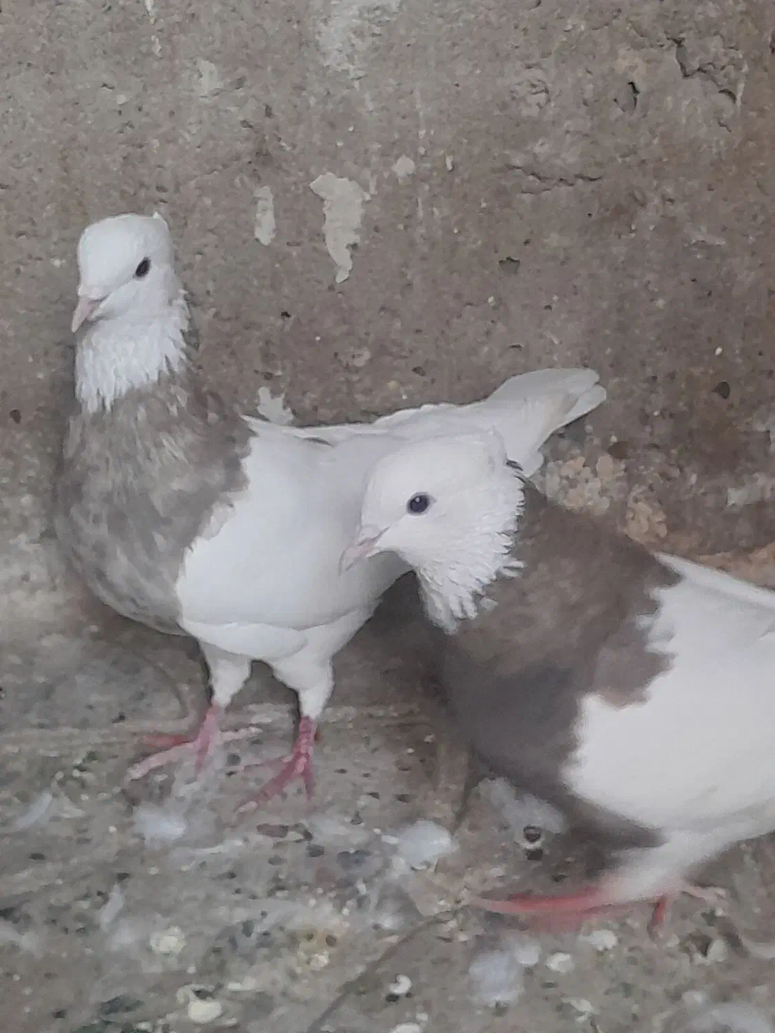 فروش طوقی وپلاکی|پرنده|دره شهر, |دیوار