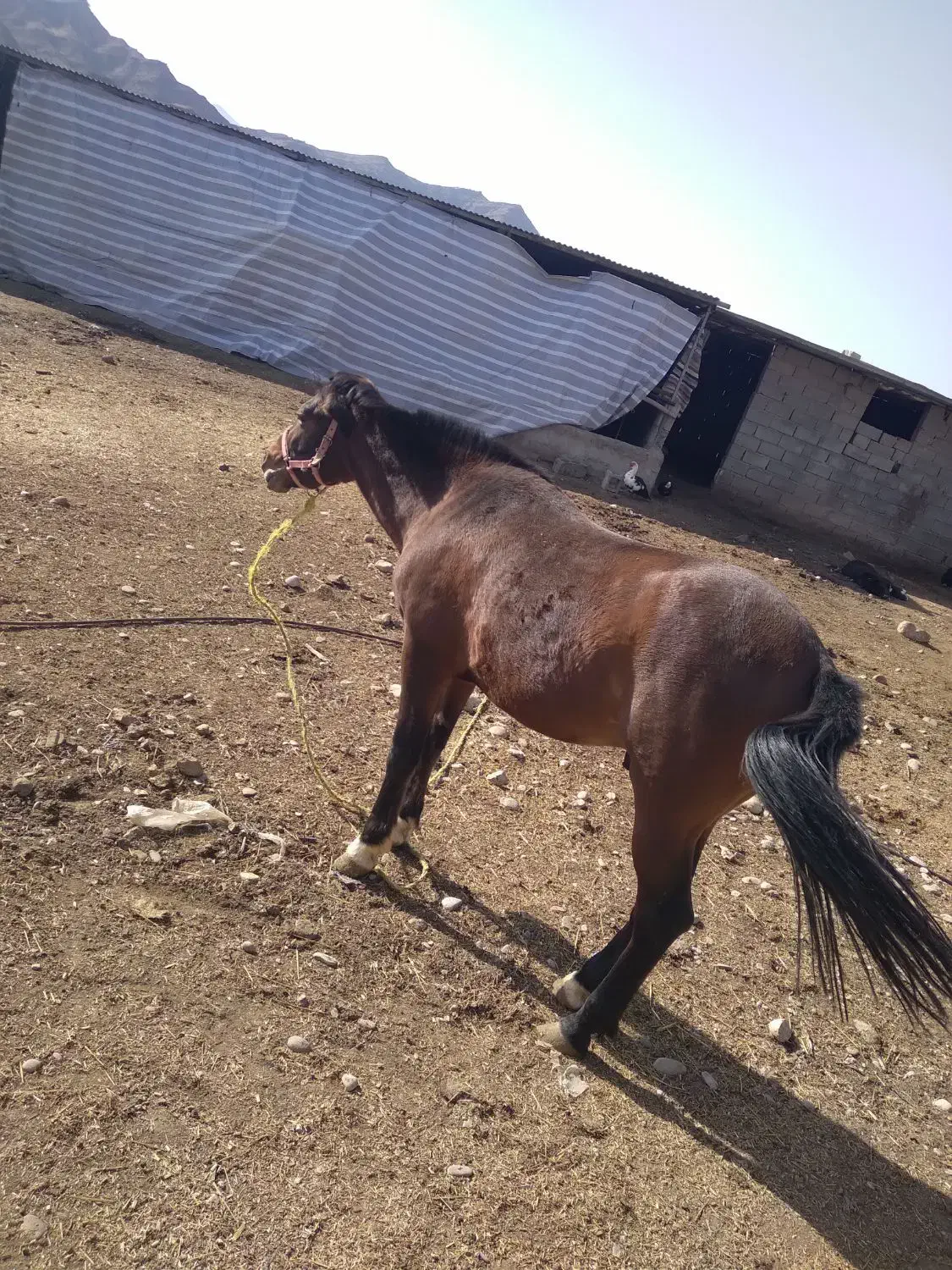 اسب|اسب و تجهیزات اسب‌سواری|معمولان, |دیوار