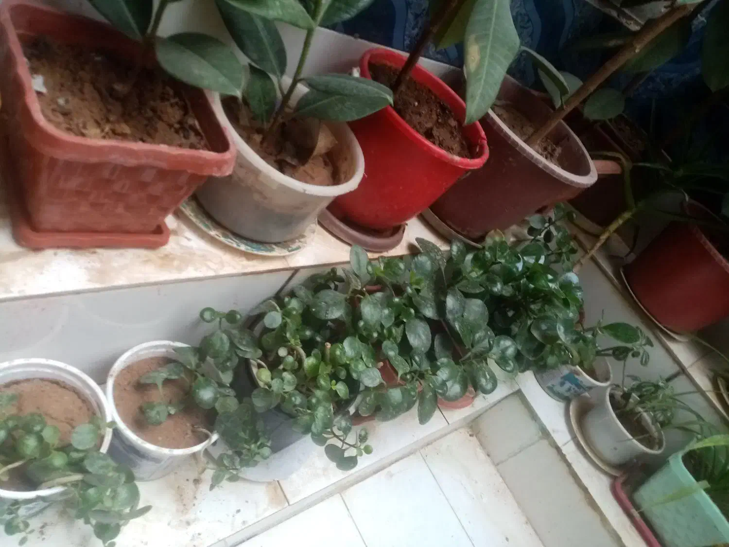 گل طبیعی از100به بالا|گل و گیاه طبیعی|لردگان, |دیوار