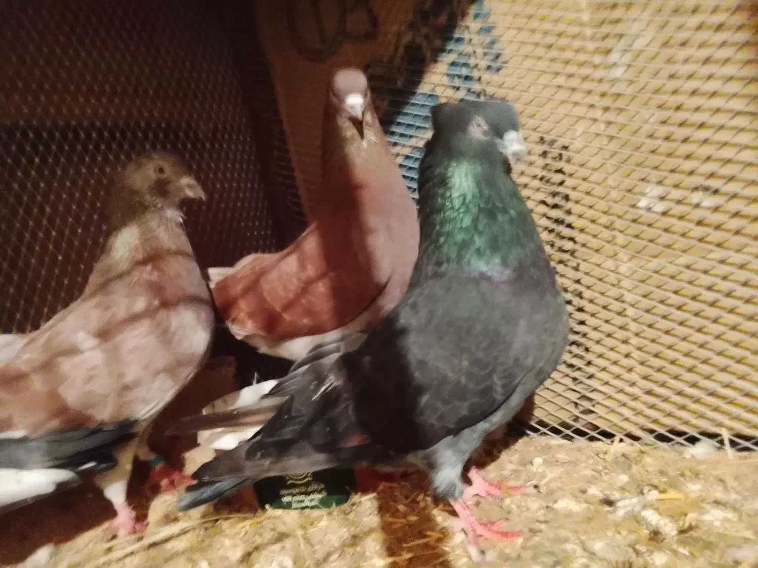 پرنده|پرنده|مسجد سلیمان, |دیوار