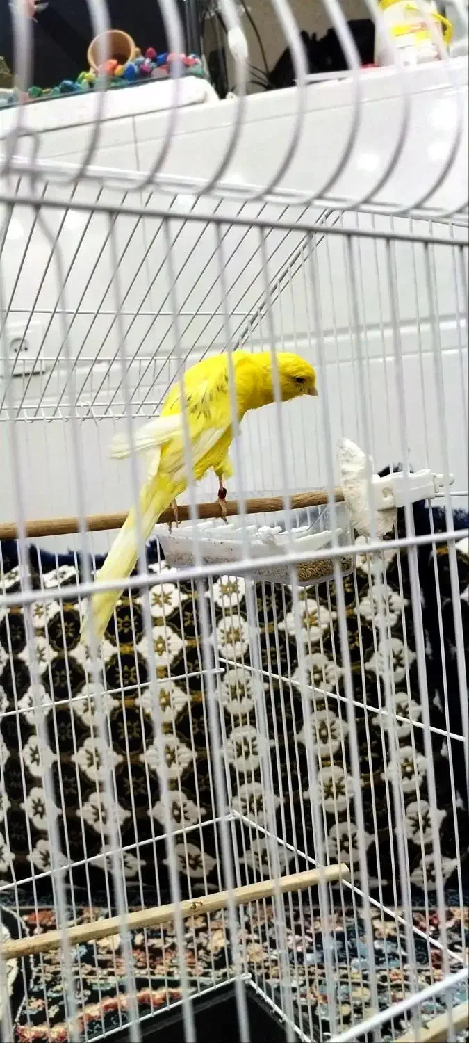 قناری رسمی بلند|پرنده|تفت, |دیوار