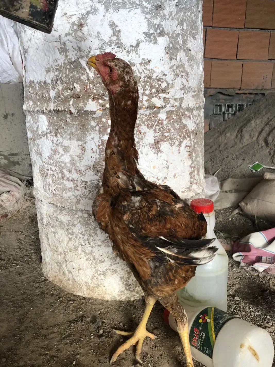 جوجه خروس لاری|حیوانات مزرعه|بهشهر, |دیوار