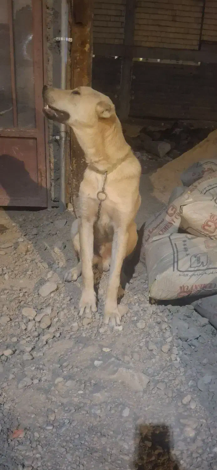 سگ گم شده|حیوانات|بجنورد, |دیوار