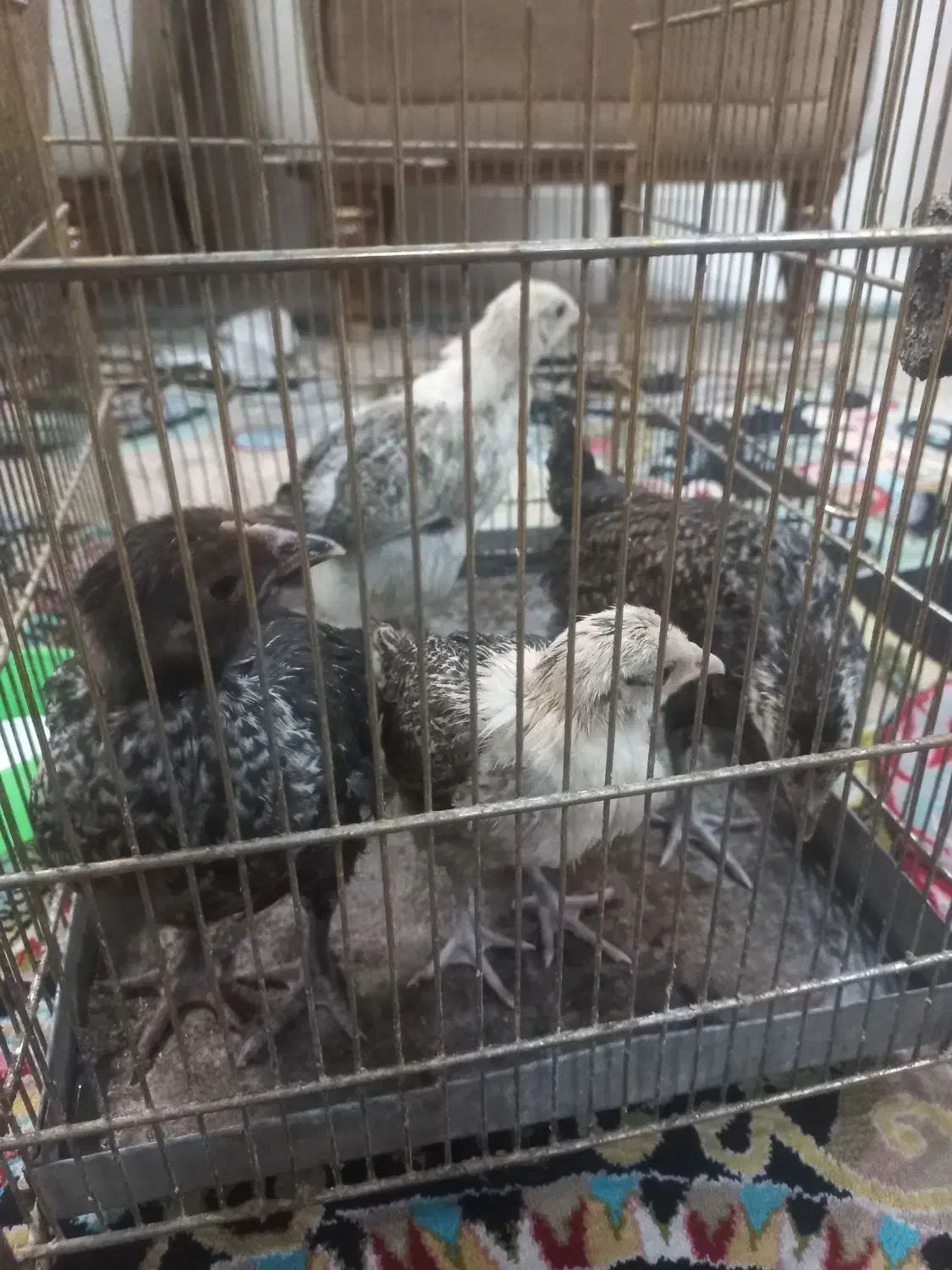 جوجه رسمی|حیوانات مزرعه|تهران, افسریه شمالی|دیوار