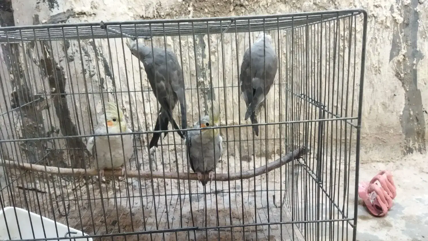 چهار تا عروس هلندی|پرنده|پلدشت, |دیوار