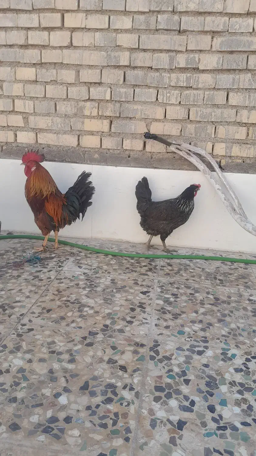 مرغ و خروس عربی سر حال و تخم گذار|پرنده|اهواز, گلدشت|دیوار