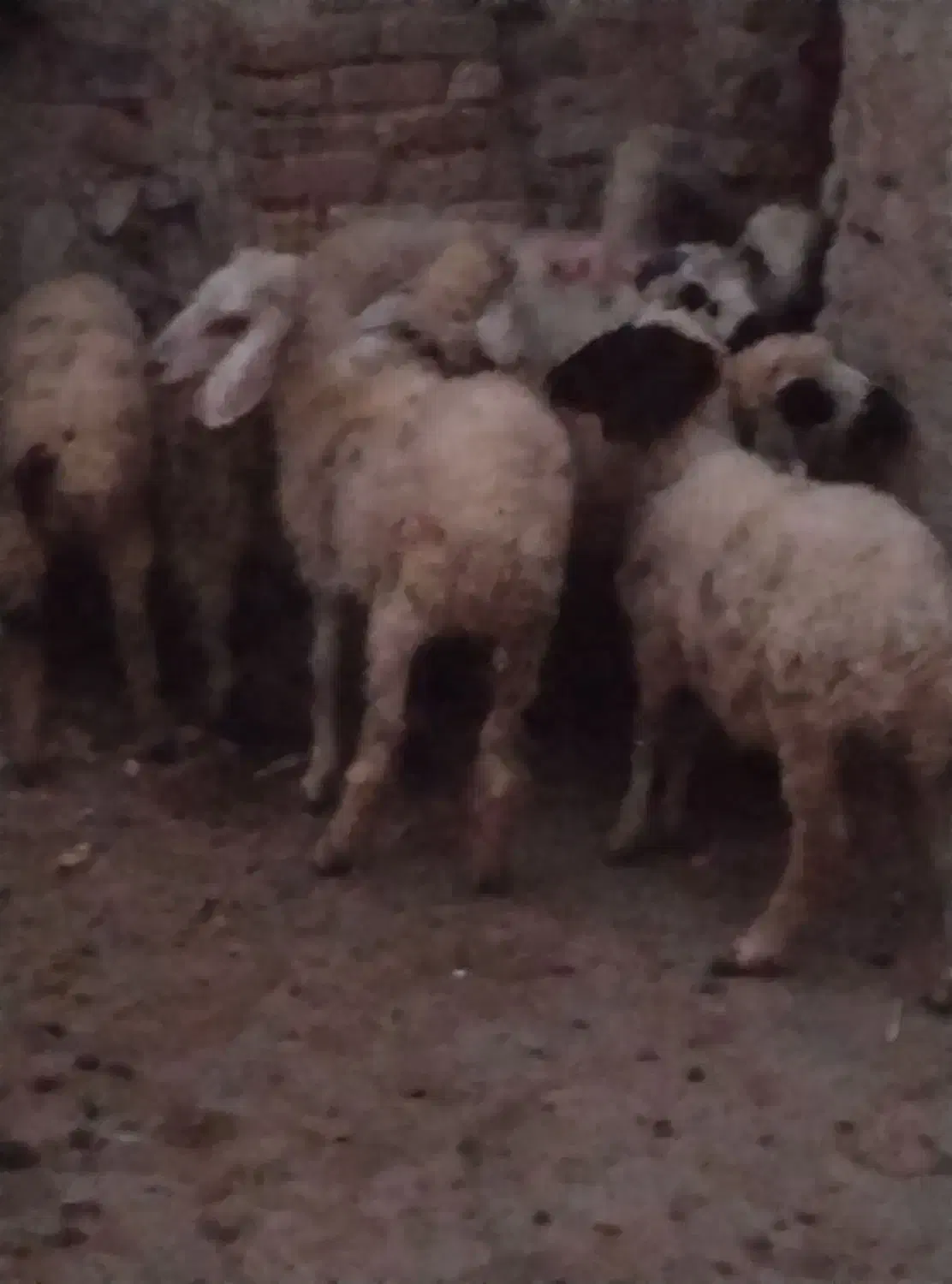 بره یک نر هفت تا ماده قیمت مناسب بردسیر|حیوانات مزرعه|کرمان, |دیوار