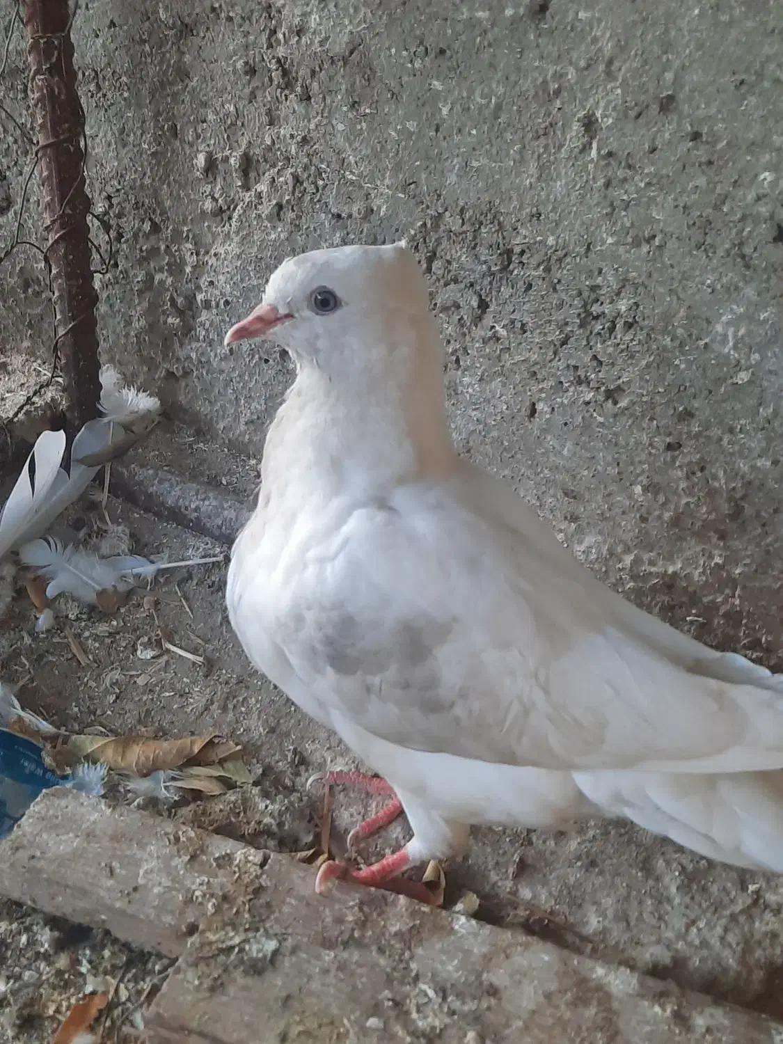 جوجه کفتر سفید اراکی|پرنده|شیراز, بعثت|دیوار