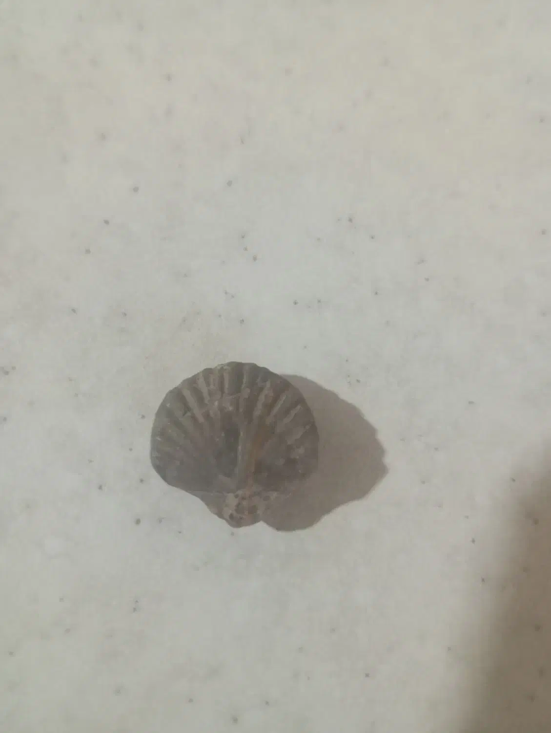 فسیل های قیمتی|کلکسیون اشیاء عتیقه|همدان, |دیوار