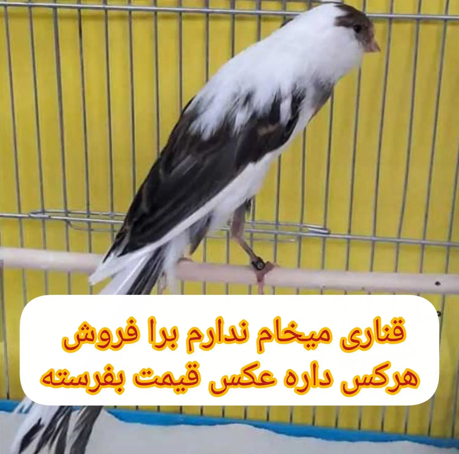 قناری  ماده|پرنده|مسجد سلیمان, |دیوار