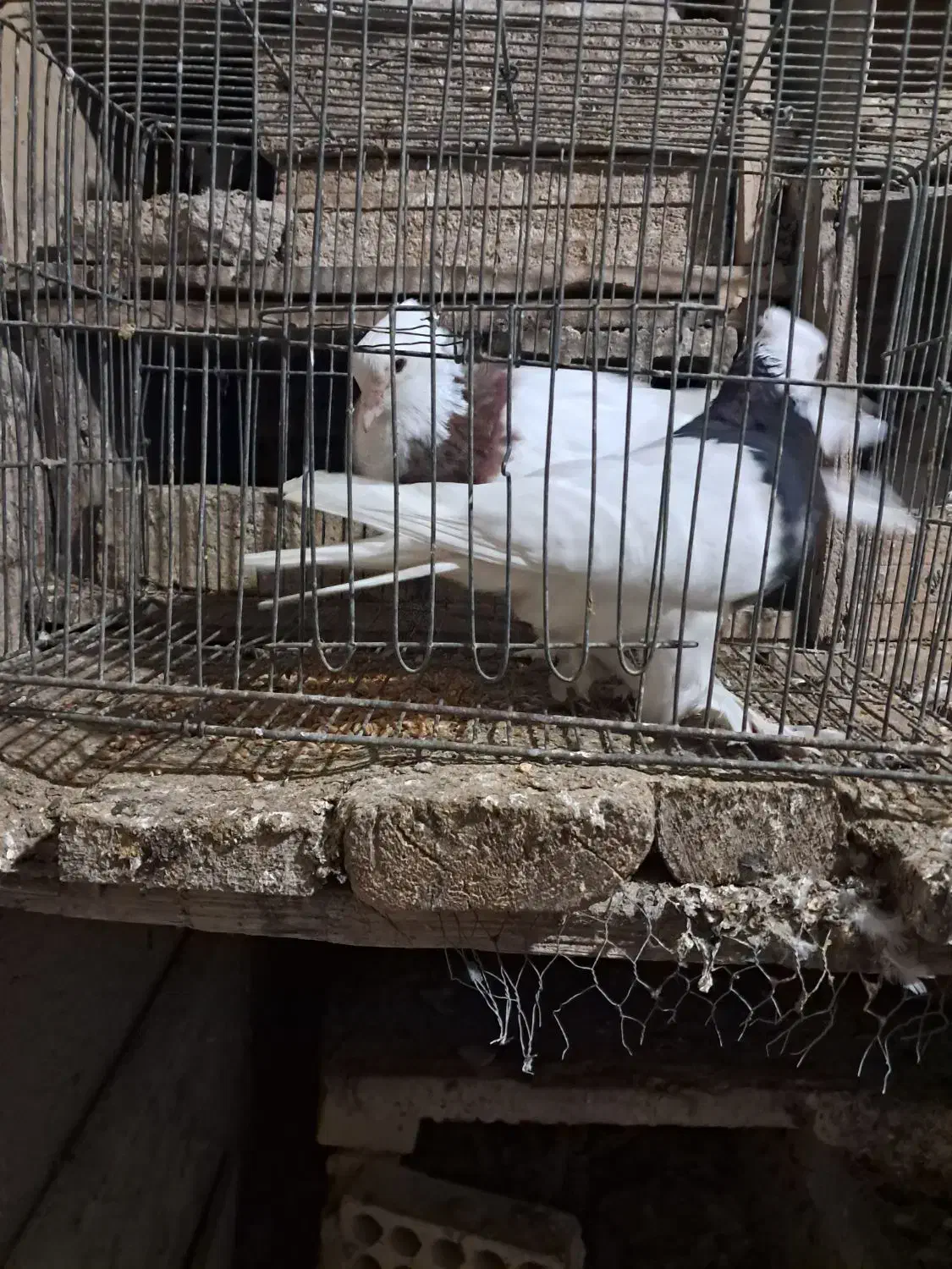 دو عدد طوقی نر و ماده پاک بدون عیب|پرنده|شهرضا, |دیوار