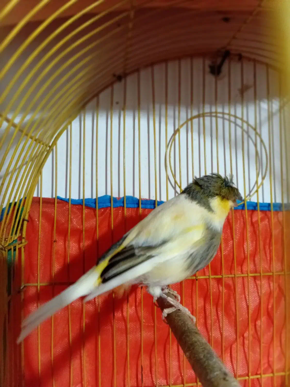 قناری|پرنده|چهارباغ, |دیوار