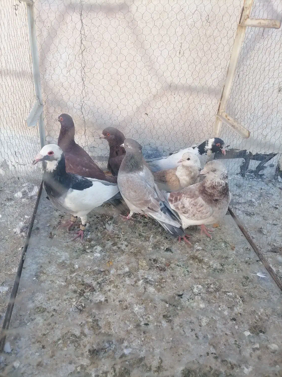 7عدد کبوتر پرشی|پرنده|سبزوار, جنت|دیوار