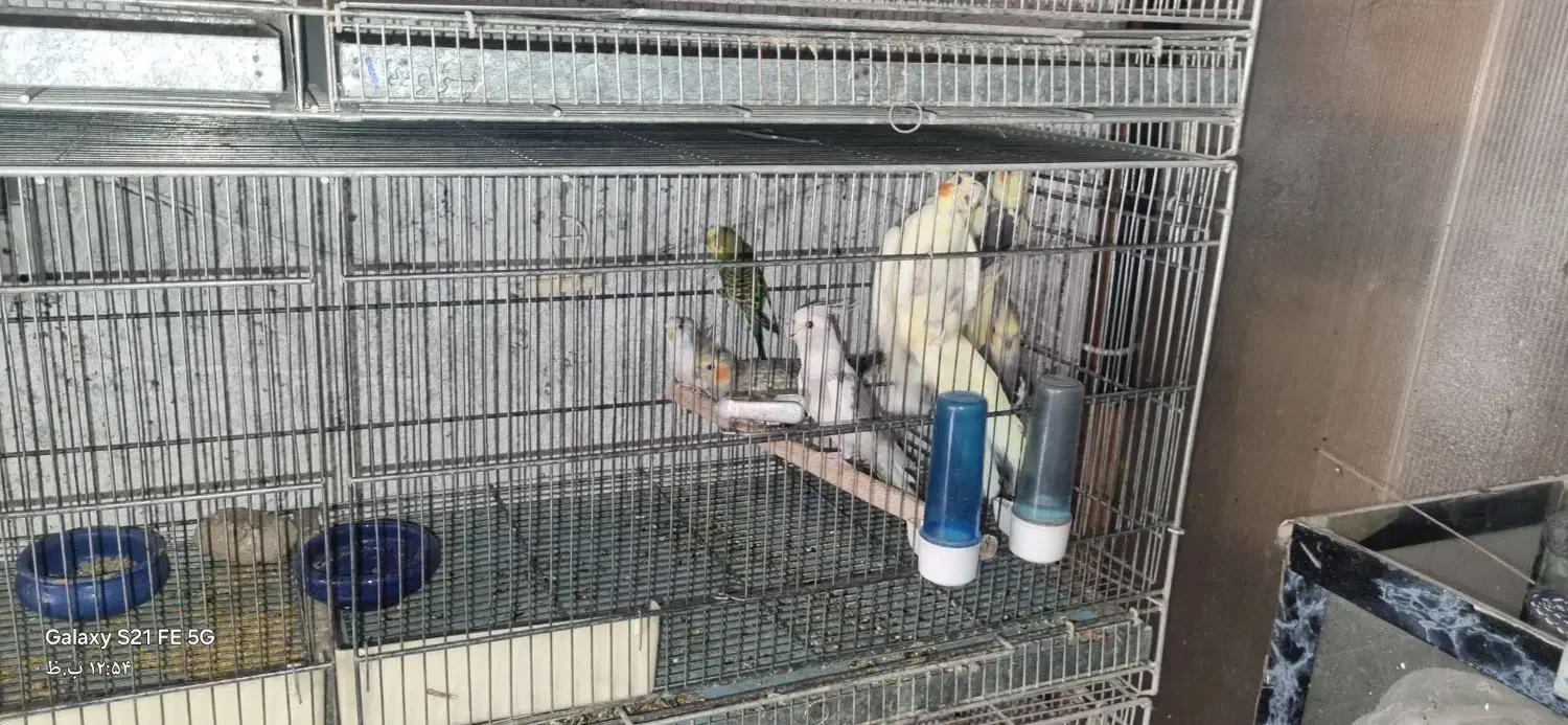 فروش یکجا سالن پرنده به همراه تجهیزات حرفه ایی|پرنده|چهاردانگه (تهران), |دیوار