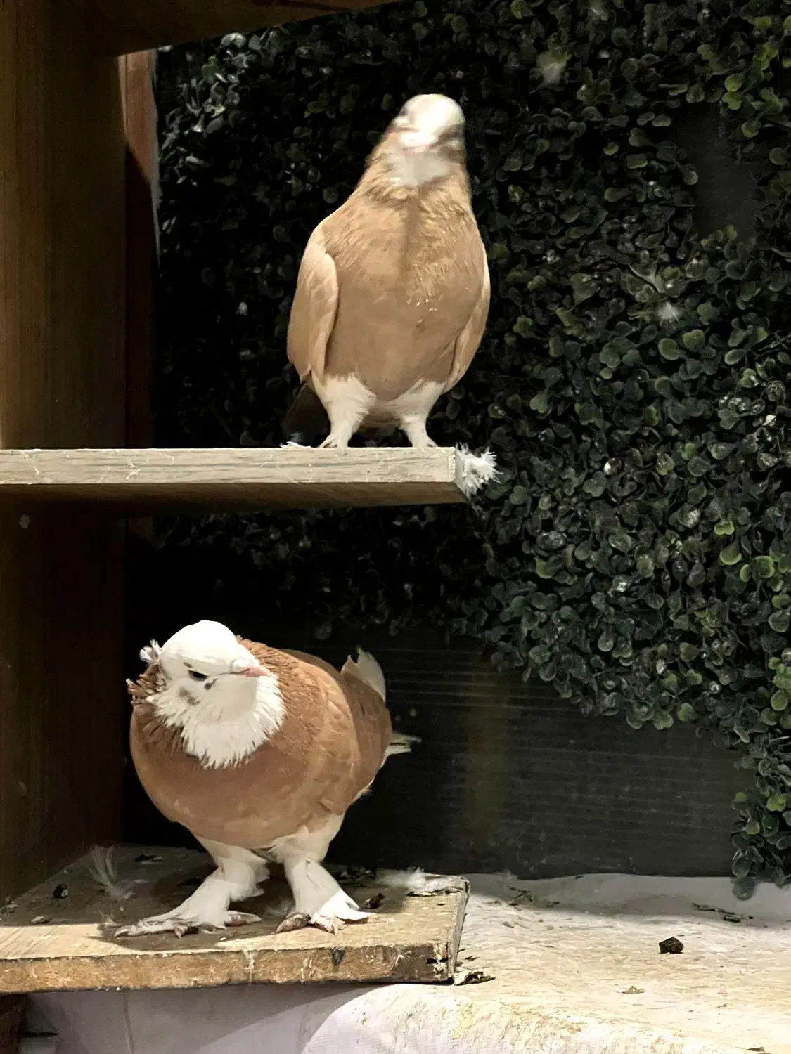 کفتر شازده زرد|پرنده|تهران, پونک|دیوار