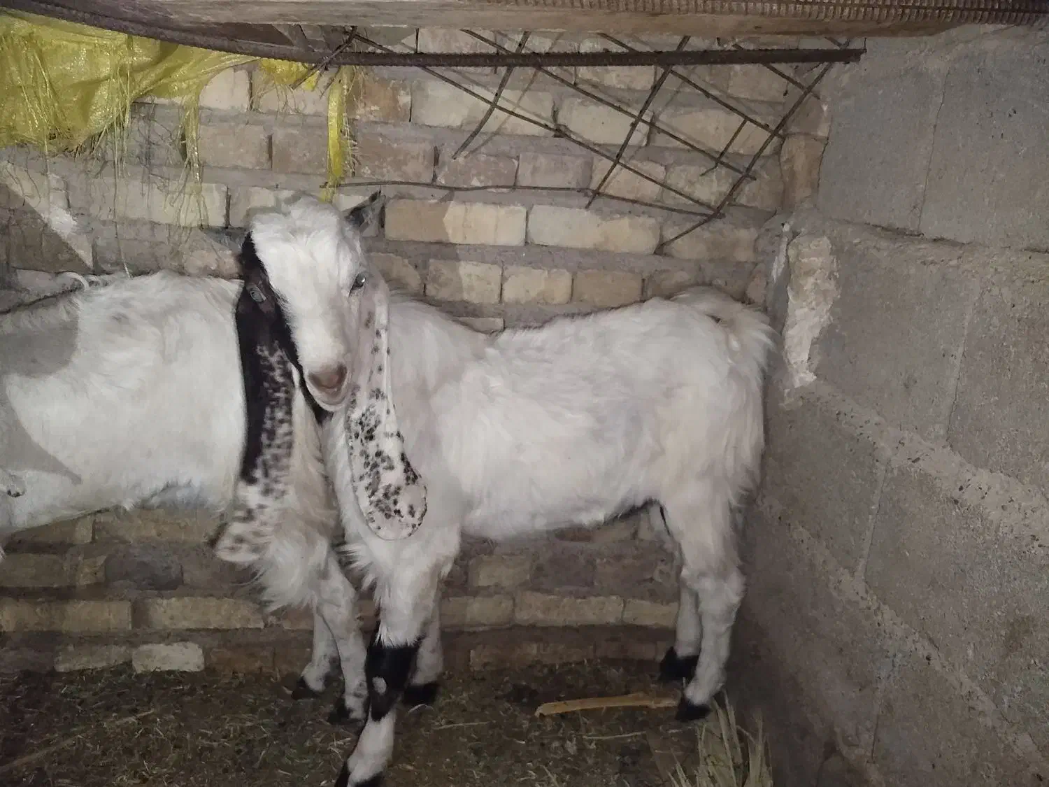 یک عدد تروشت و بز گلابی مخصوص مالداری|حیوانات مزرعه|ایرانشهر, |دیوار