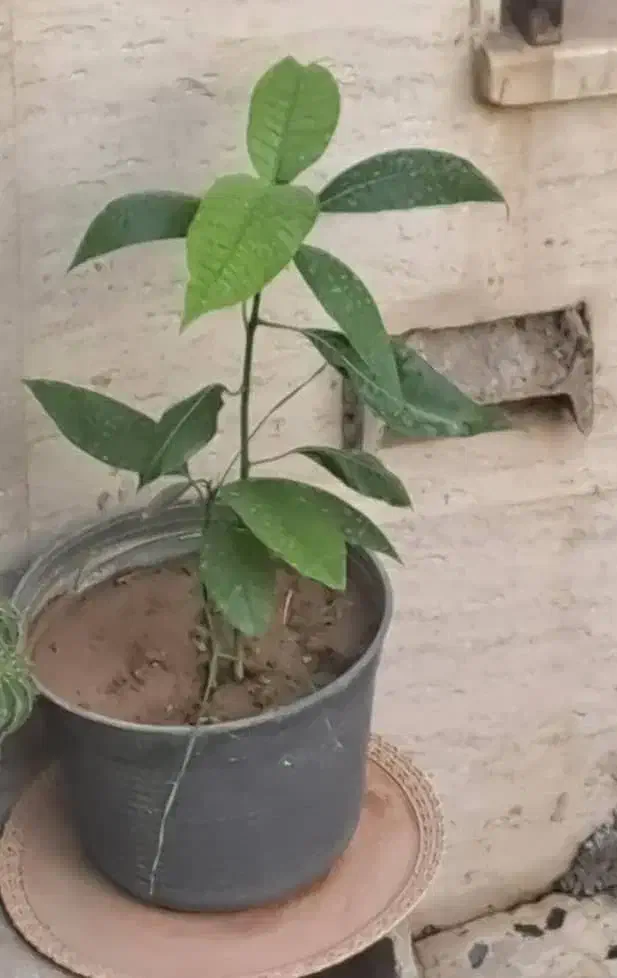 نهال انبه|گل و گیاه طبیعی|داراب, |دیوار