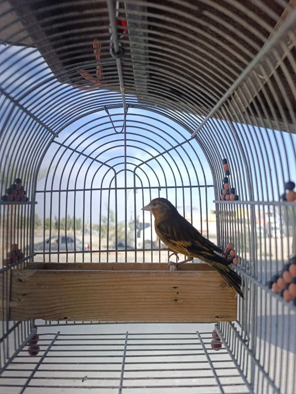 سهره قناری نر جوجه امسال|پرنده|فسا, |دیوار