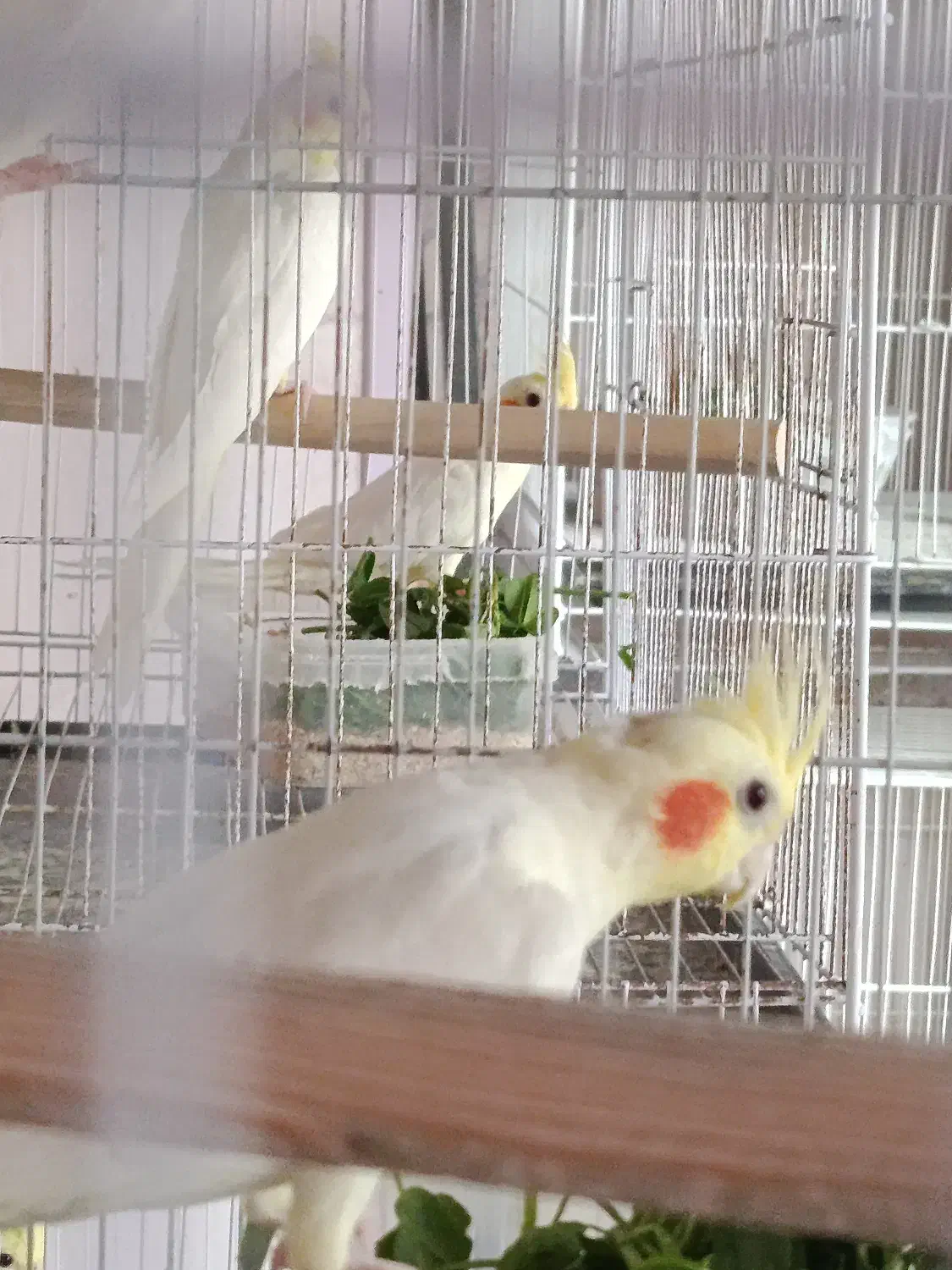 عروس هلندی و آقا ایرج|پرنده|مشهد, دوست آباد|دیوار