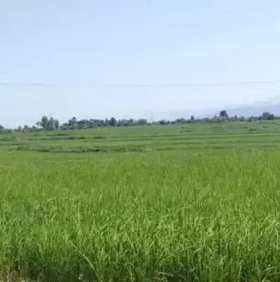 اجاره ۴۰ هکتار زمین کشاورزی برای کشت گندم و جو|اجارهٔ دفتر صنعتی، کشاورزی، تجاری|فیروزآباد (لرستان), |دیوار