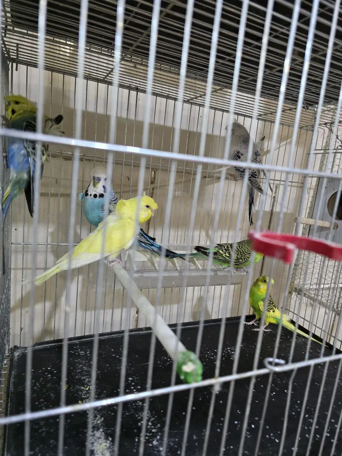 مرغ عشق|پرنده|سیرجان, |دیوار