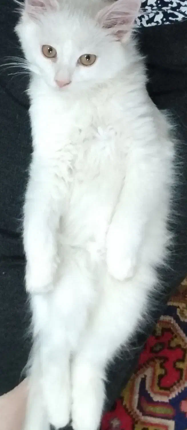 واگزاری پرشین نر فوری|گربه|خوی, |دیوار