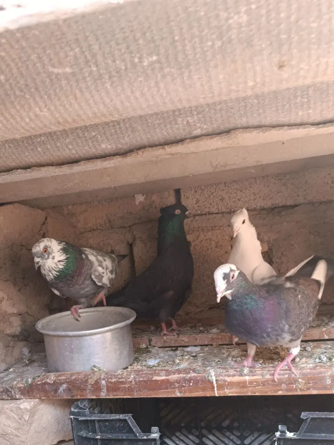 کبوتر زاق و تهرانی|پرنده|اسلام آباد, |دیوار