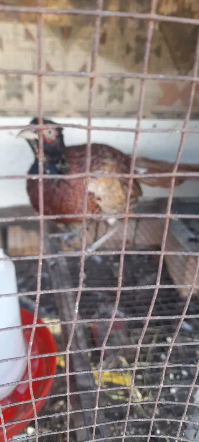 خروس|حیوانات مزرعه|مینودشت, |دیوار