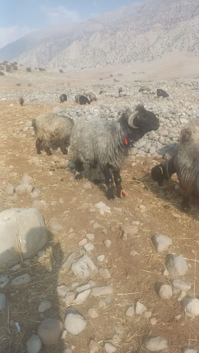 نرمیش داشتی نژاد دار|حیوانات مزرعه|اندیکا, |دیوار