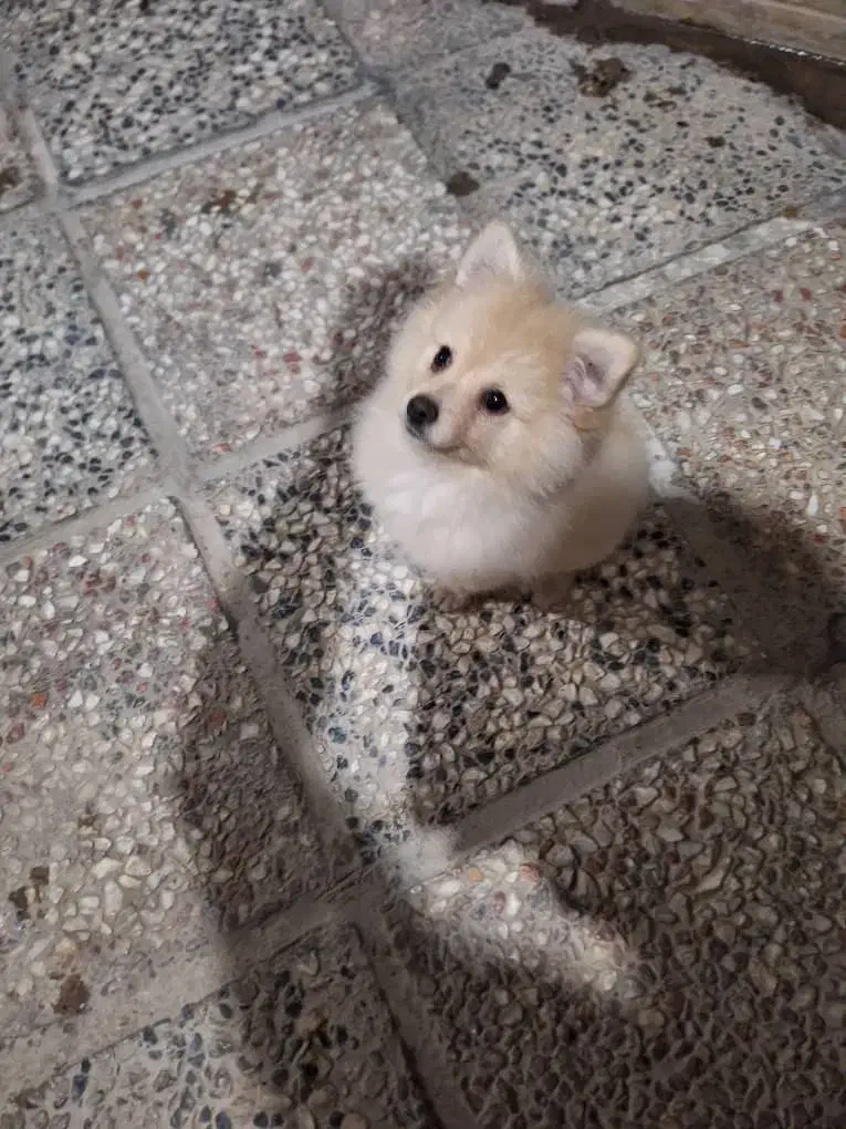 توله پامر اصلی 6تومن|سگ|صباشهر, |دیوار