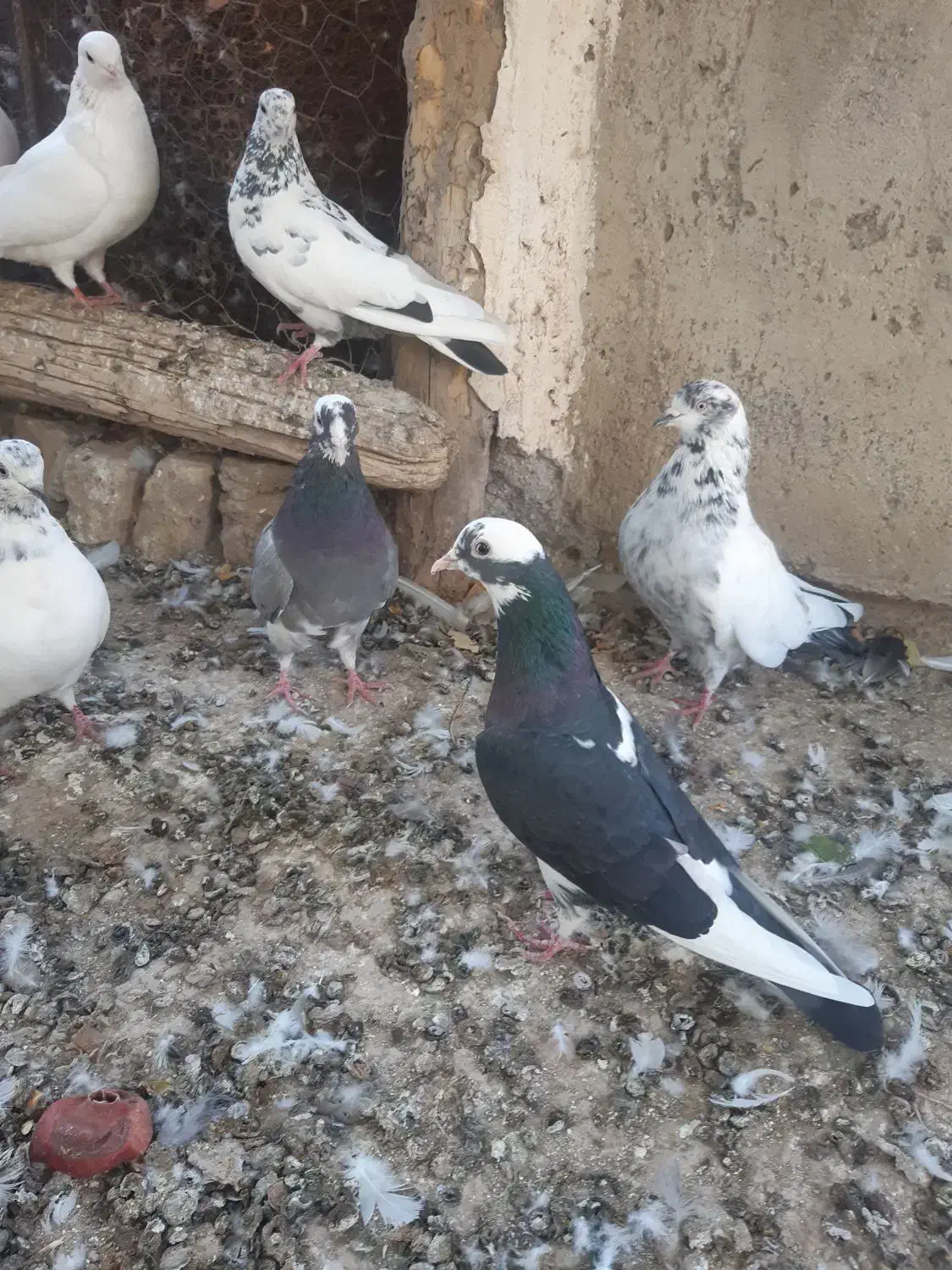کبوتر غریب گیری|پرنده|ساوه, |دیوار