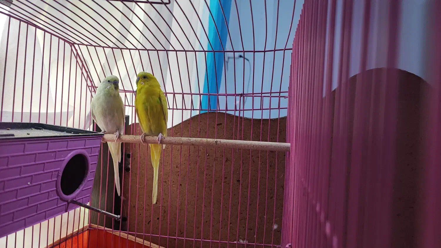 مرغ عشق|پرنده|بم, |دیوار