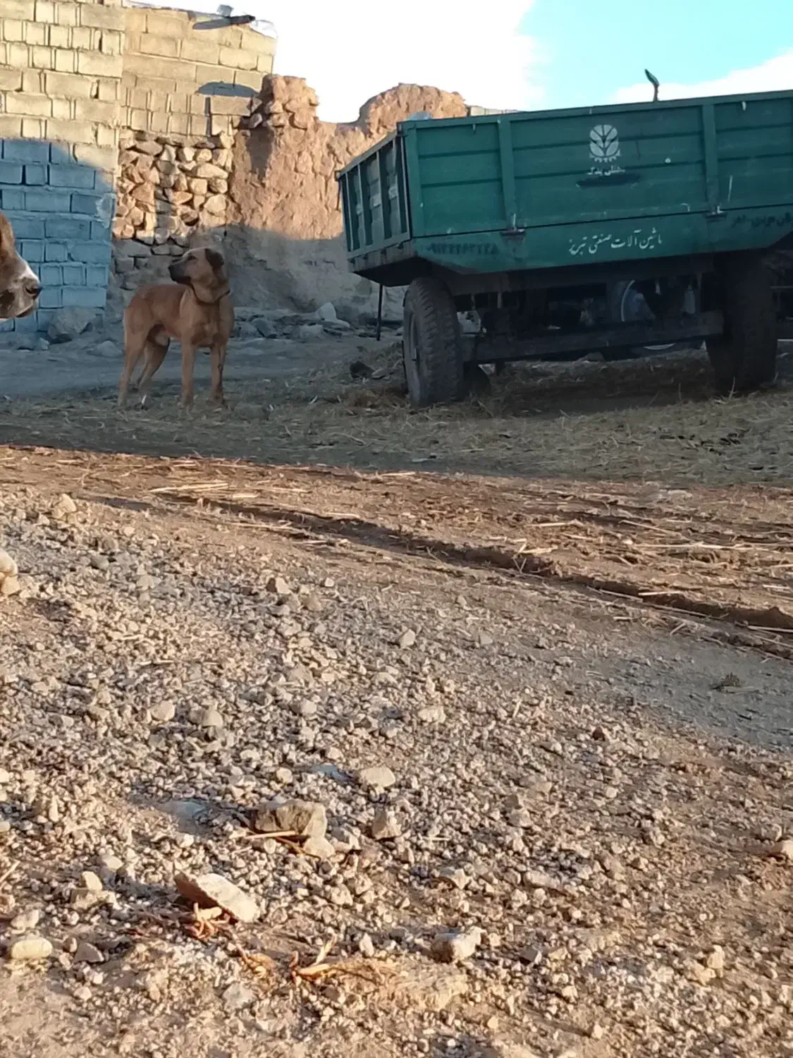 سگ عراقی|سگ|قصابه, |دیوار